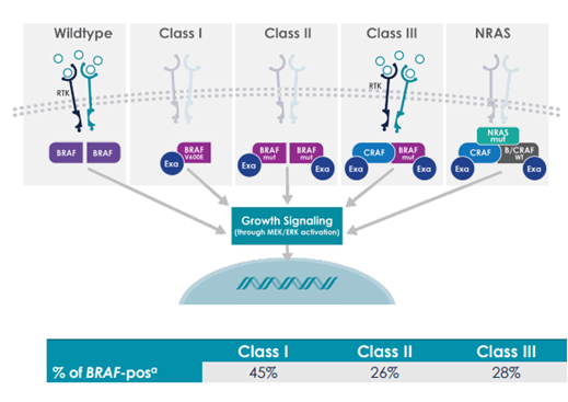 Diagram showing the kinds of alterations to BRAF and NRAS that can lead to pathogenic growth signaling.