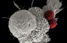T cell attacking cancer cell