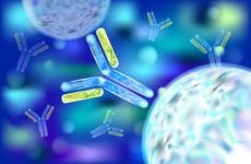 Antibodies