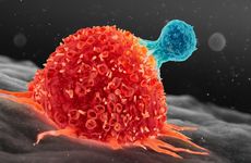 T cell attacking a cancer cell