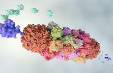 A proteasome breaking down a protein molecule