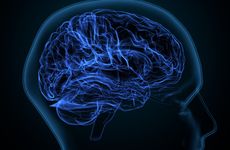 3D illustration of brain white matter of cerebral hemisphere anatomy