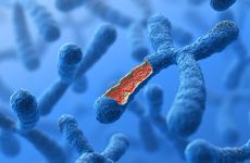 DNA in chromosome 